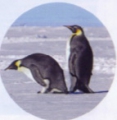 Как размножаются пингвины?