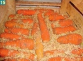 Как сохранить морковь?