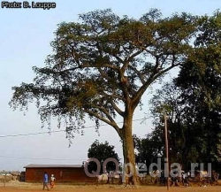 дерево Анчар, как выглядит