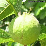 Плод дерева Анчар