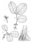 Свойства листьев и ствола (1-основание ствола дерева, 2-веточка с мужских соцветий, 3-веточка с женских соцветий, 4-часть плодовой ветки)