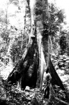 Старое дерево Анчар у основания сравнивая с размерами человека