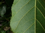 Лист дерева Анчар