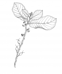 схематическое изображение ветки Анчара с листьями и семенами
