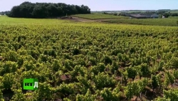 Опасно ли пить французские вино, много ли в них пестицидов?