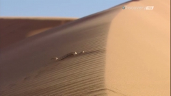 Рогатая змея гадюка в песках
