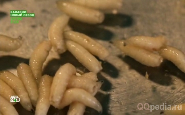 Может ли муха севшая на тело человека оставить яйцо или личинку?