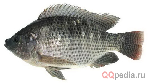 Какую рыбу называют мусорной рыбой и почему?