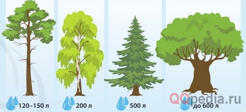 Какое дерево больше всех пьет воды?