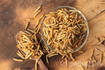 В каких продуктах может быть личинки насекомых и мучной червь?